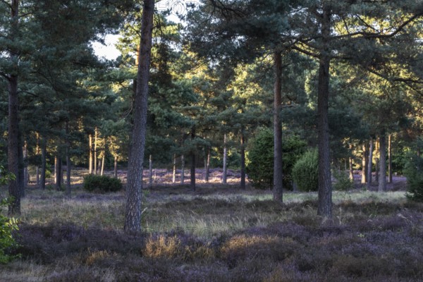 Heather (Calluna vulgaris) in a pine forest (Pinus sylvestris), Emsland, Lower Saxony, Germany