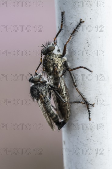 Tolmerus atricapillus (Tolmerus atricapillus), mating, Emsland, Lower Saxony, Germany
