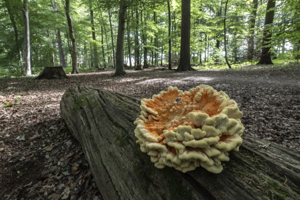 Sulphur spore (Laetiporus sulfureus), Lower Saxony, Germany