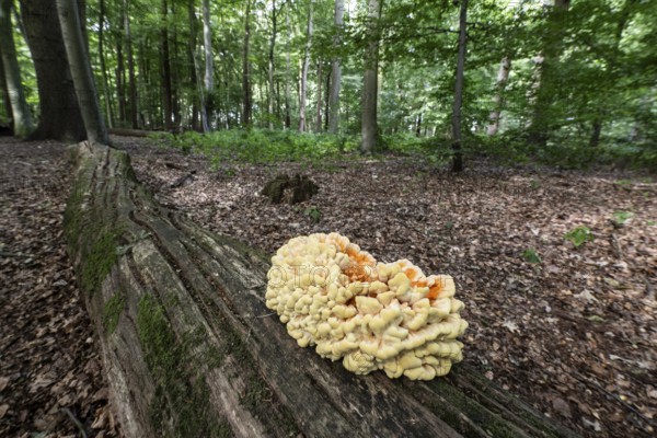 Sulphur spore (Laetiporus sulfureus), Lower Saxony, Germany