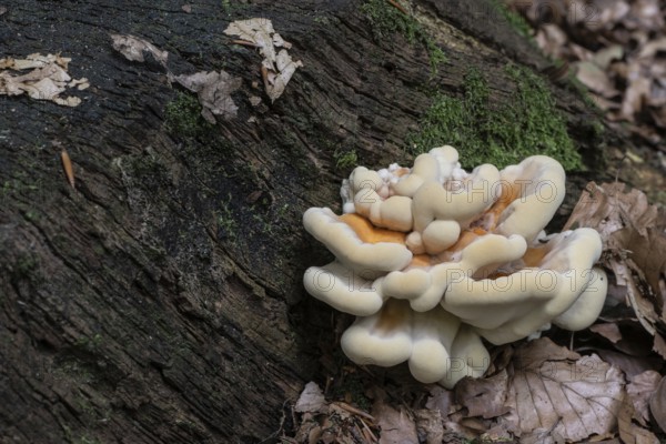 Sulphur spore (Laetiporus sulfureus), Lower Saxony, Germany