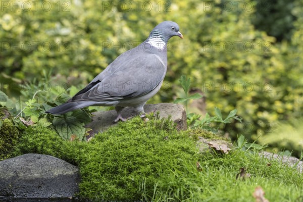 Woodpigeon (Columba palumbus), Emsland, Lower Saxony, Germany