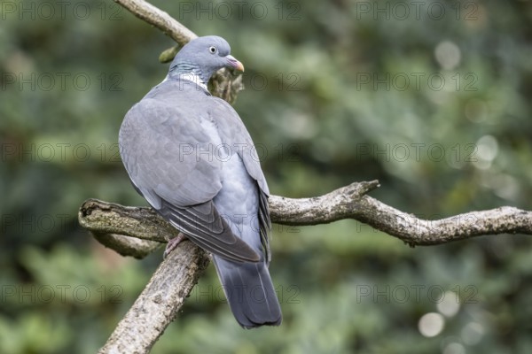 Woodpigeon (Columba palumbus), Emsland, Lower Saxony, Germany