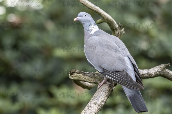 Woodpigeon (Columba palumbus), Emsland, Lower Saxony, Germany