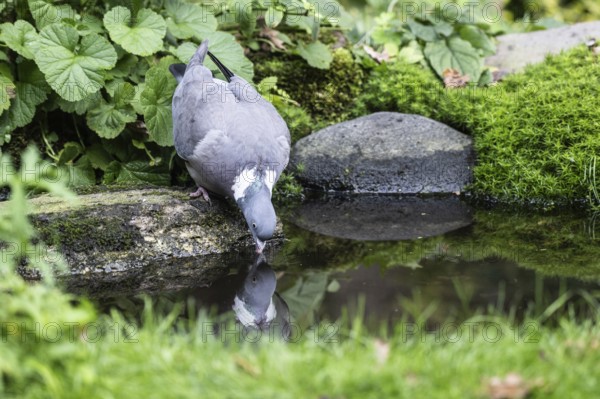 Woodpigeon (Columba palumbus), Emsland, Lower Saxony, Germany