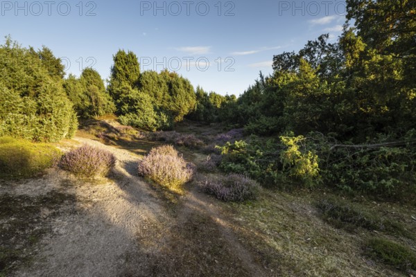 Heath landscape, heather (Calluna vulgaris), Emsland, Lower Saxony, Germany