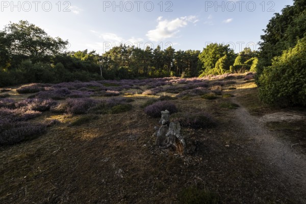 Heath landscape, heather (Calluna vulgaris), Emsland, Lower Saxony, Germany