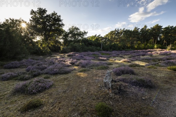 Heath landscape, heather (Calluna vulgaris), Emsland, Lower Saxony, Germany