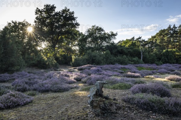 Heath landscape, heather (Calluna vulgaris), Emsland, Lower Saxony, Germany