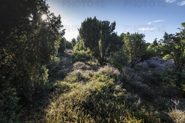 Heath landscape, heather (Calluna vulgaris), Emsland, Lower Saxony, Germany