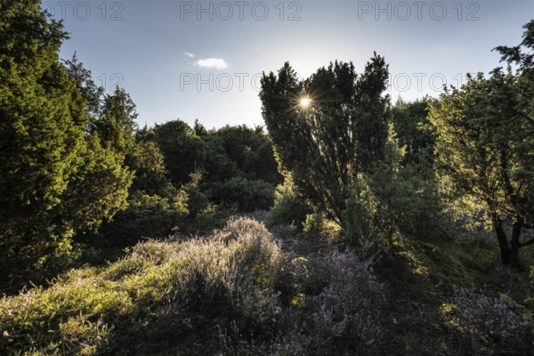 Heath landscape, heather (Calluna vulgaris), Emsland, Lower Saxony, Germany