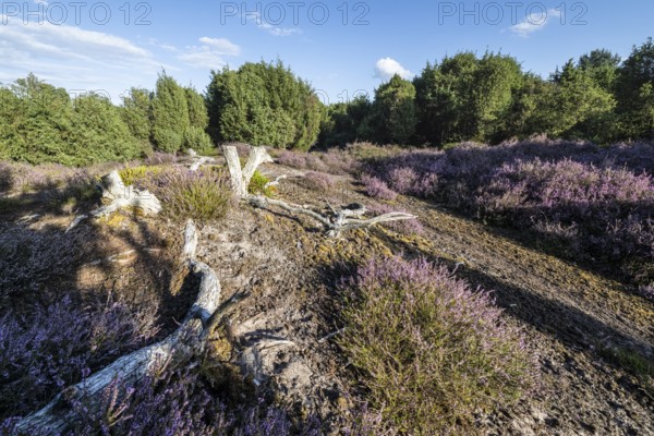 Heath landscape, heather (Calluna vulgaris), Emsland, Lower Saxony, Germany