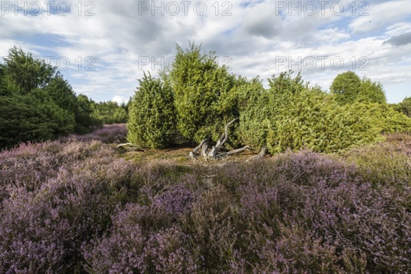 Heath landscape, heather (Calluna vulgaris), Emsland, Lower Saxony, Germany