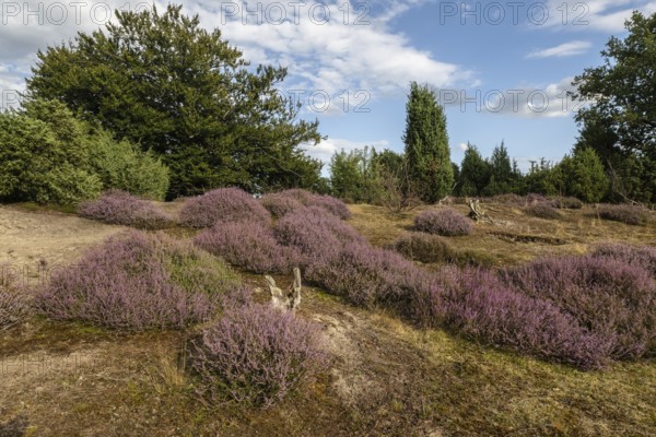 Heath landscape, heather (Calluna vulgaris), Emsland, Lower Saxony, Germany