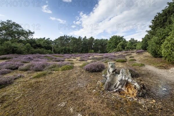 Heath landscape, heather (Calluna vulgaris), Emsland, Lower Saxony, Germany