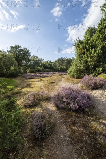 Heath landscape, heather (Calluna vulgaris), Emsland, Lower Saxony, Germany