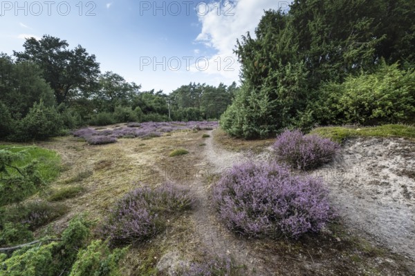 Heath landscape, heather (Calluna vulgaris), Emsland, Lower Saxony, Germany