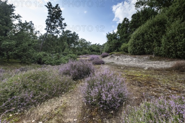 Heath landscape, heather (Calluna vulgaris), Emsland, Lower Saxony, Germany