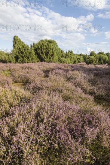 Heath landscape, heather (Calluna vulgaris), Emsland, Lower Saxony, Germany