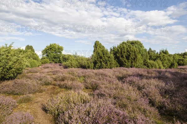 Heath landscape, heather (Calluna vulgaris), Emsland, Lower Saxony, Germany