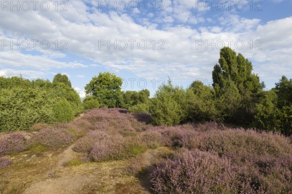 Heath landscape, heather (Calluna vulgaris), Emsland, Lower Saxony, Germany