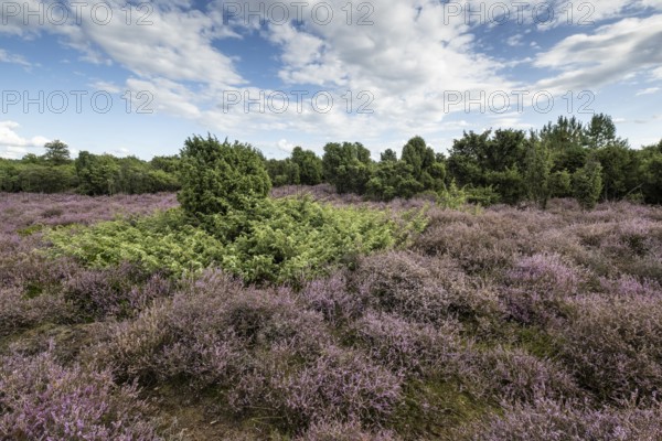 Heath landscape, heather (Calluna vulgaris), Emsland, Lower Saxony, Germany