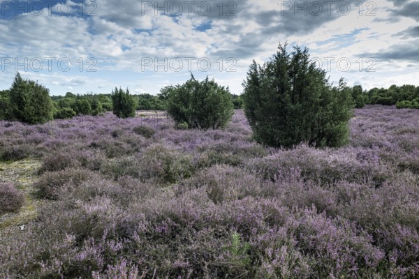 Heath landscape, heather (Calluna vulgaris), Emsland, Lower Saxony, Germany