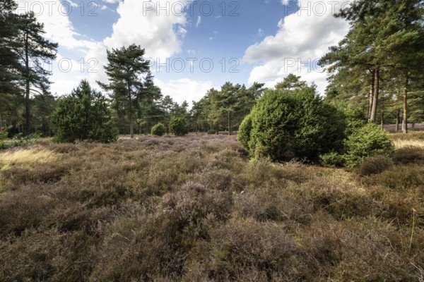 Heath landscape, heather (Calluna vulgaris), Emsland, Lower Saxony, Germany