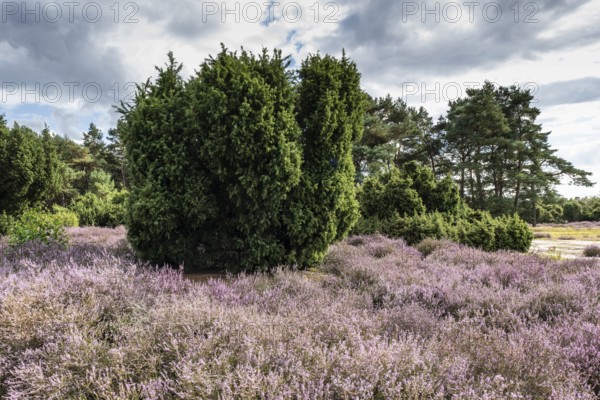 Heath landscape, heather (Calluna vulgaris), Emsland, Lower Saxony, Germany