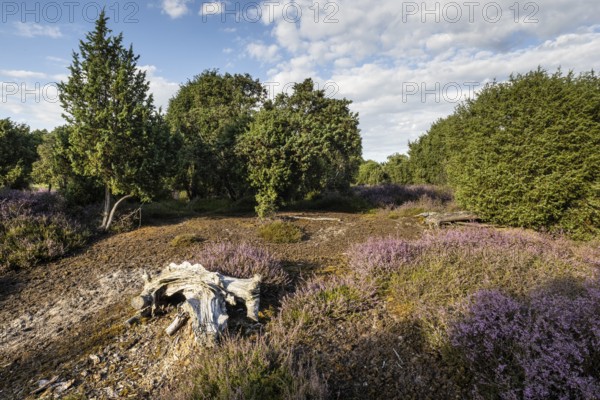 Heath landscape, heather (Calluna vulgaris), Emsland, Lower Saxony, Germany