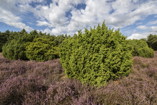 Heath landscape, heather (Calluna vulgaris), Emsland, Lower Saxony, Germany