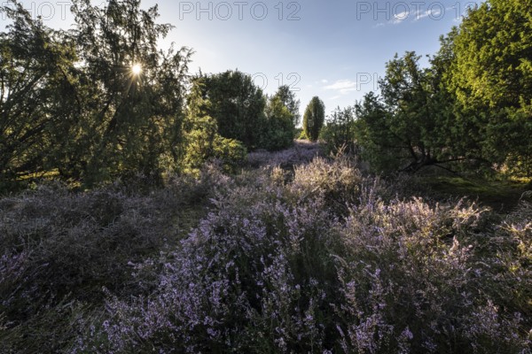 Heath landscape, heather (Calluna vulgaris), Emsland, Lower Saxony, Germany