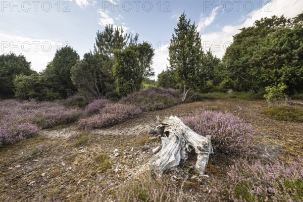 Heath landscape, heather (Calluna vulgaris), Emsland, Lower Saxony, Germany