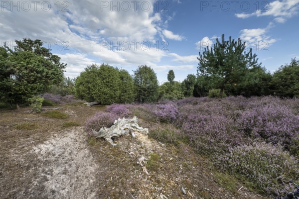 Heath landscape, heather (Calluna vulgaris), Emsland, Lower Saxony, Germany