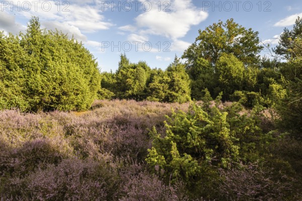 Heath landscape, heather (Calluna vulgaris), Emsland, Lower Saxony, Germany