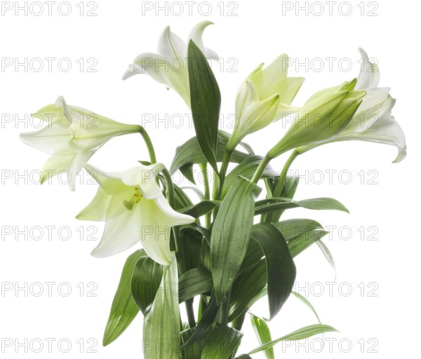 Lily, Easter lily, Bermuda lily (Lilium longiflorum) against a white background