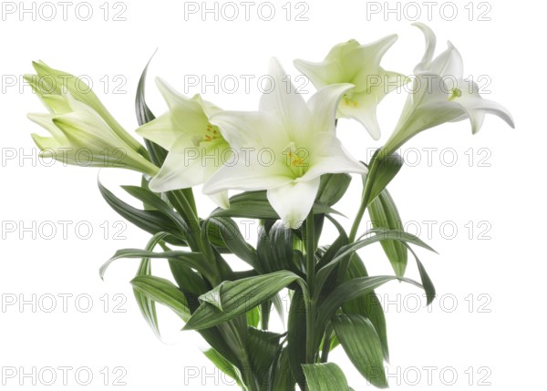 Lily, Easter lily, Bermuda lily (Lilium longiflorum) against a white background