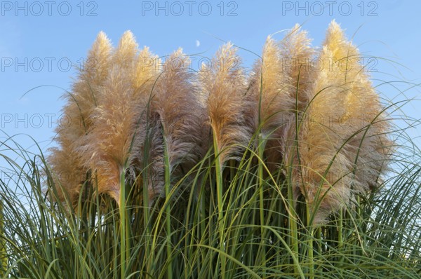 Pampas grass (Cortaderia selloana)