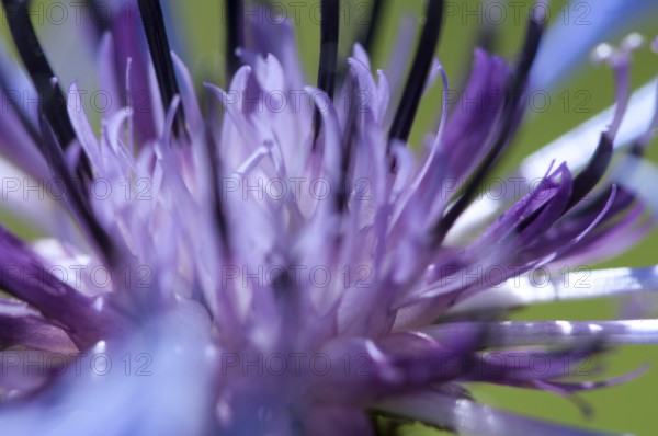 Cornflower (Centaurea cyanus), macro photograph