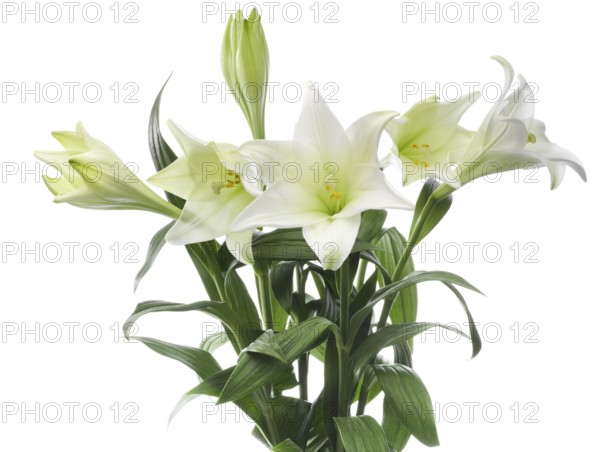 Lily, Easter lily, Bermuda lily (Lilium longiflorum) against a white background