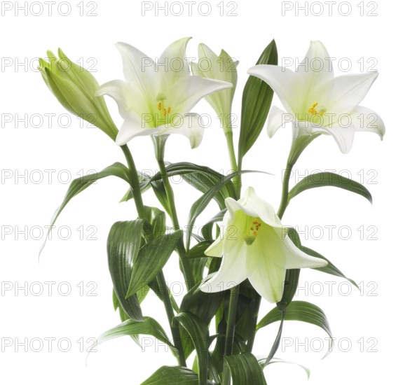 Lily, Easter lily, Bermuda lily (Lilium longiflorum) against a white background