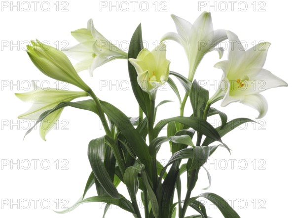 Lily, Easter lily, Bermuda lily (Lilium longiflorum) against a white background