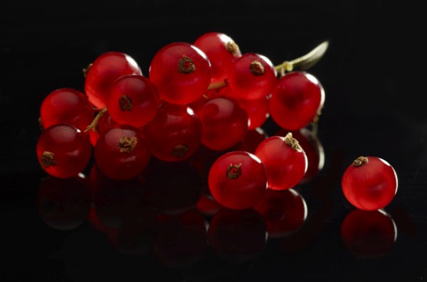 Red currant (Ribes rubrum) against a black background