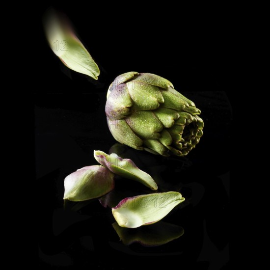 Artichoke (Cynara scolymus) against a black background
