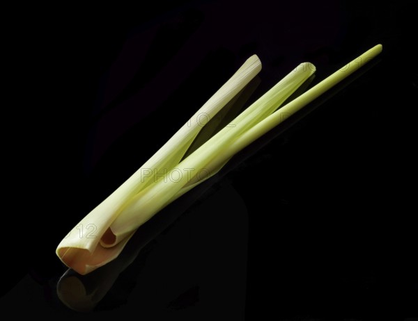 Lemon grass (Cymbopogon citratus) against a black background