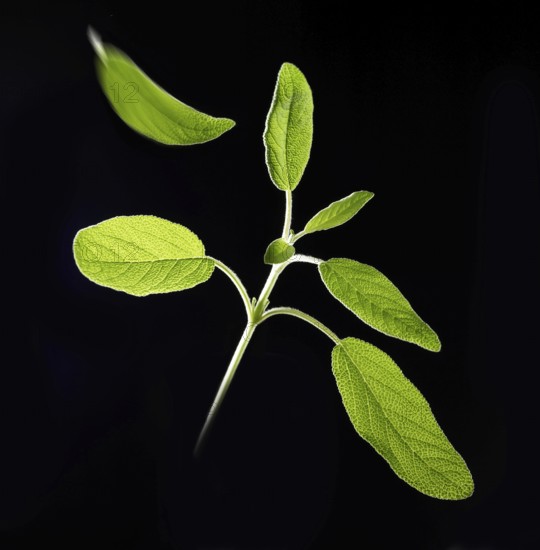 Sage (Salvia officinalis) in front of a black background