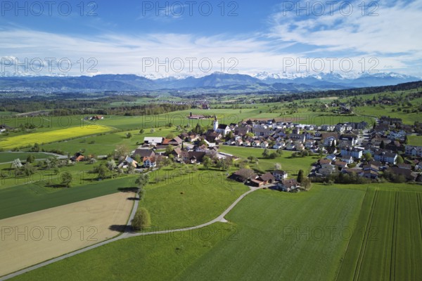 Village view with field of flowering rape, behind the Rigi and the snow-covered Alps, Beinwil, Freiamt, Canton, Aargau, Switzerland