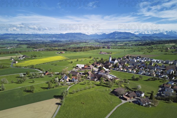 Village view with field of flowering rape, behind the Rigi and the snow-covered Alps, Beinwil, Freiamt, Canton, Aargau, Switzerland