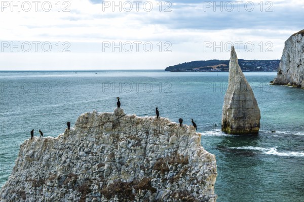 Cormorants on White Cliff from a drone over Old Harry Rocks Jurassic Coast, Handfast Point, Dorset Coast, Poole, Dorset, England, United Kingdom