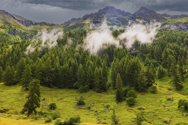Rising fog over a fir forest, mountain village Zinal, Val d'Anniviers, Valais Alps, Canton Valais, Switzerland